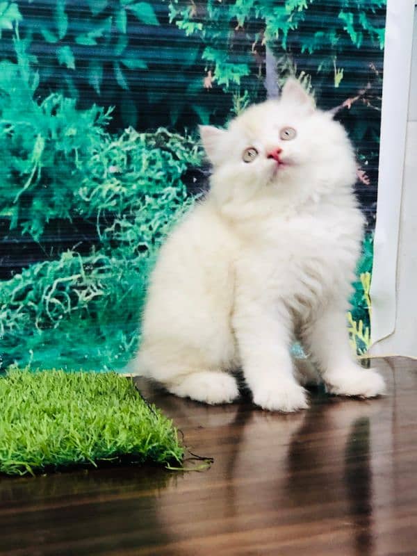 Persian Punch face triple coat cat Kitten 8