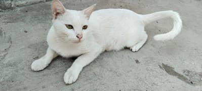 Mother Cat with Two babies of 03 months old