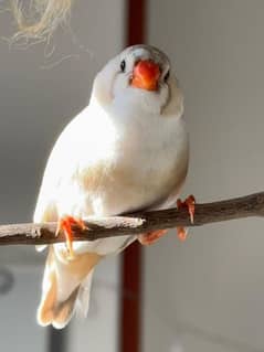 zebra finches breeder pairs with chick