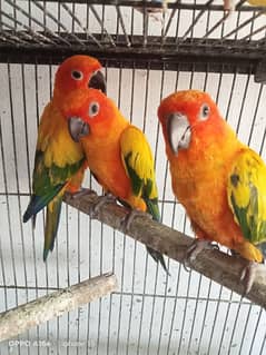 Red factor sun conure per piece 25000