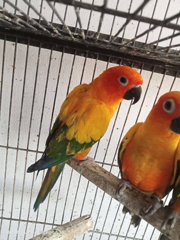 Red factor sun conure per piece 25000 1