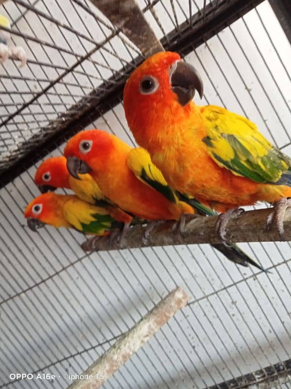 Red factor sun conure per piece 25000 2