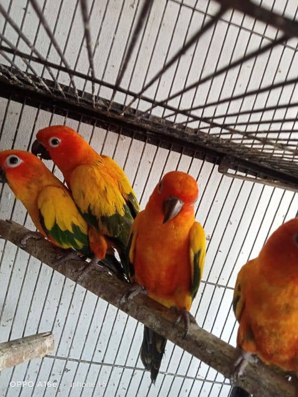 Red factor sun conure per piece 25000 3