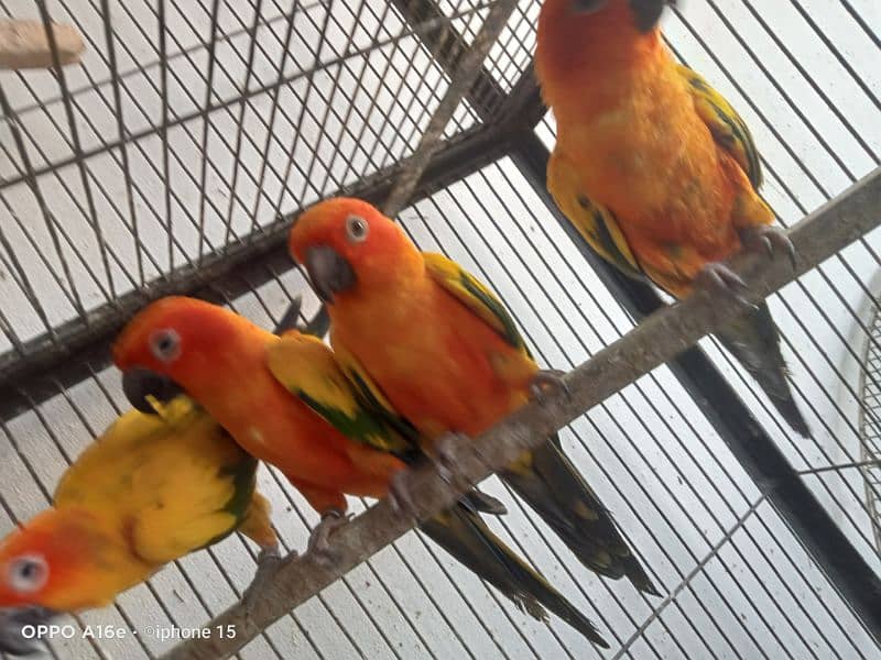 Red factor sun conure per piece 25000 4