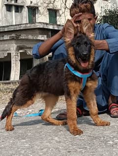 German Shepherd long coat puppy female for sale