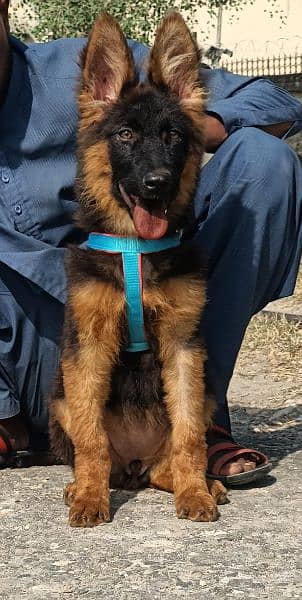 German Shepherd long coat puppy female for sale 1