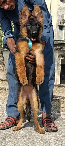 German Shepherd long coat puppy female for sale 3