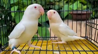 Cremino/Blue pastel/lutino/Albino red eyes/love bird/parblue/Decino