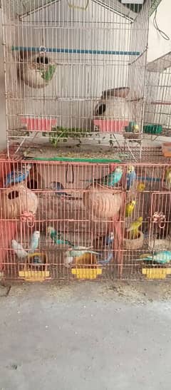 AUSTRALIAN BIRDS par piece 300 4cage 40 birds only 10000