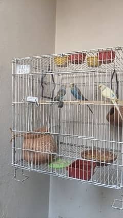 Australia birds 2 pairs with cage