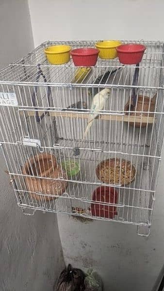 Australia birds 2 pairs with cage 1