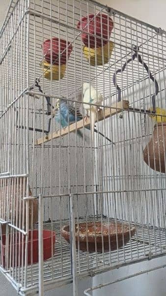 Australia birds 2 pairs with cage 2