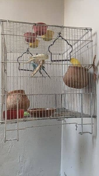 Australia birds 2 pairs with cage 3