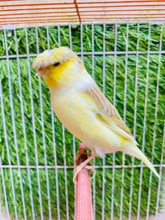 singing Canary 0