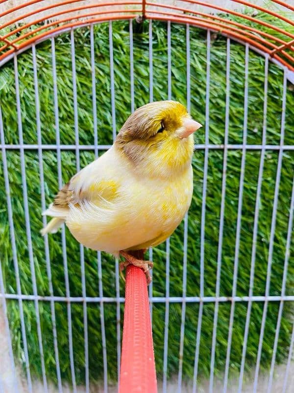 singing Canary 2