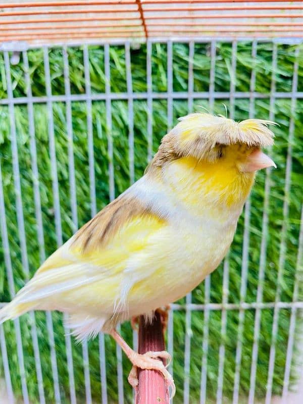 singing Canary 4