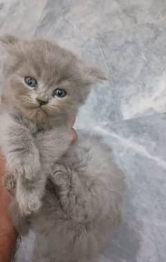 kitten