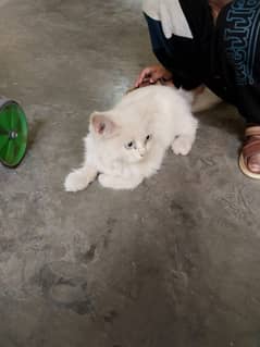 Persian Cat Persian /kittens/ cat for sale