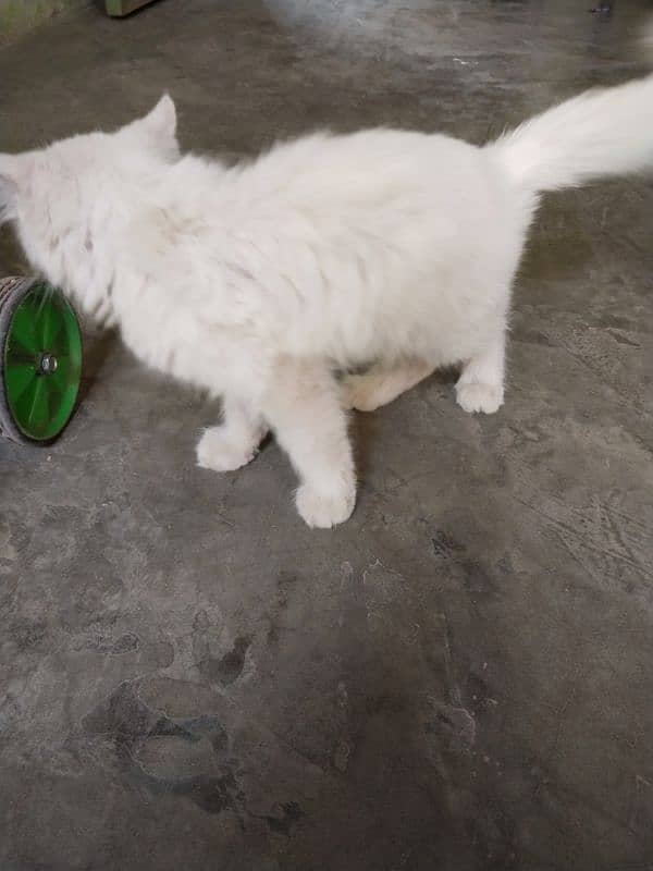 Persian Cat Persian /kittens/ cat for sale 1