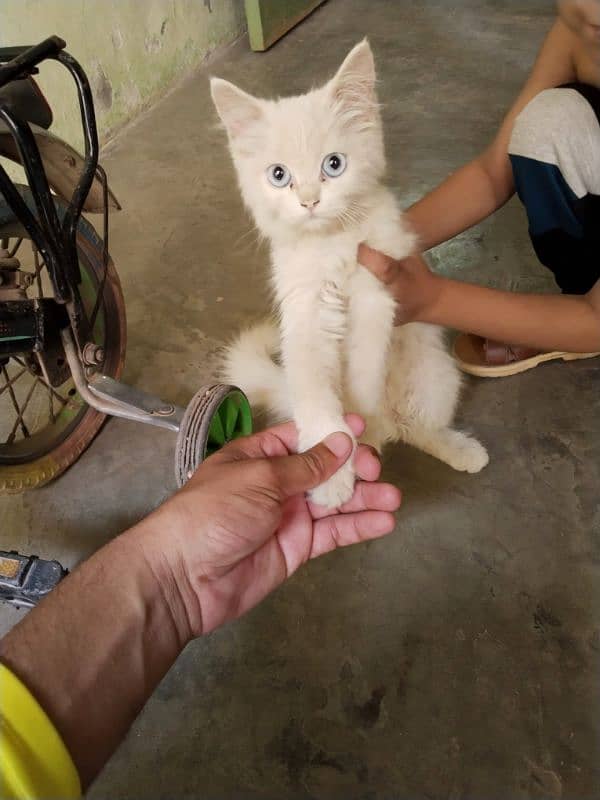 Persian Cat Persian /kittens/ cat for sale 2