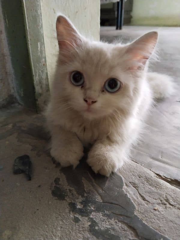 Persian Cat Persian /kittens/ cat for sale 3