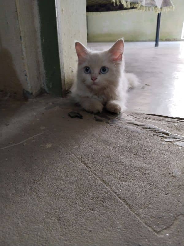 Persian Cat Persian /kittens/ cat for sale 5