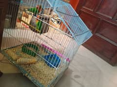 Breder love bird fisher pair with cage