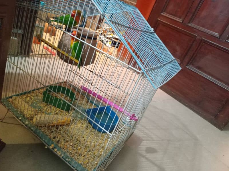 Breder love bird fisher pair with cage 0