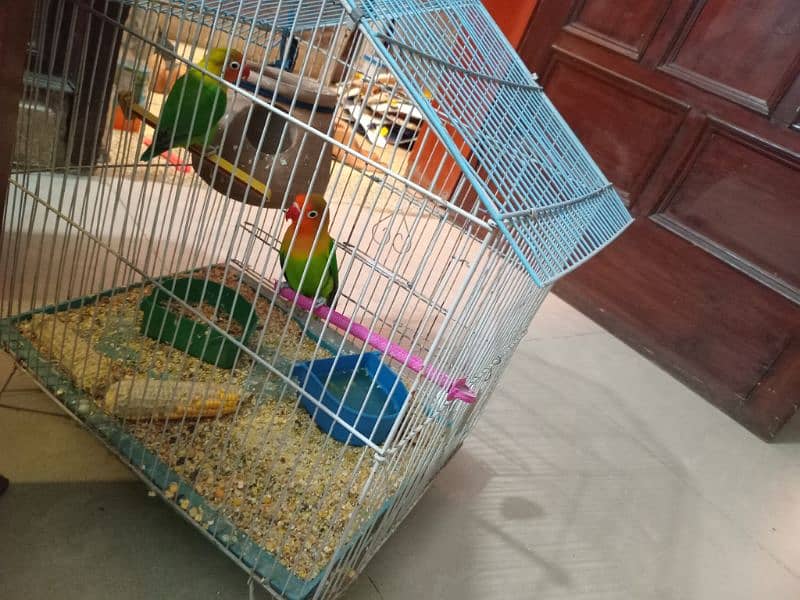 Breder love bird fisher pair with cage 1