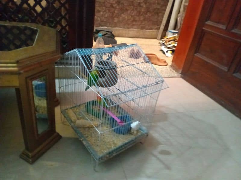 Breder love bird fisher pair with cage 2