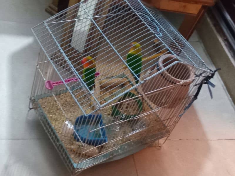 Breder love bird fisher pair with cage 4