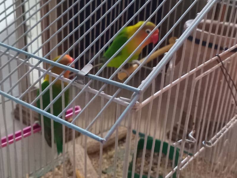 Breder love bird fisher pair with cage 5