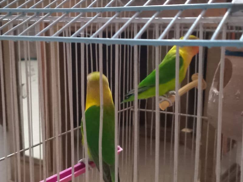 Breder love bird fisher pair with cage 6