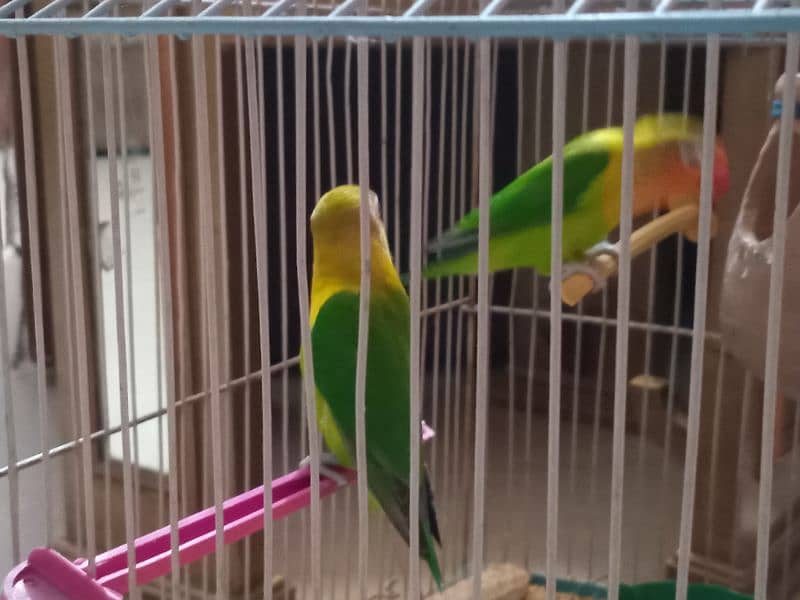 Breder love bird fisher pair with cage 7