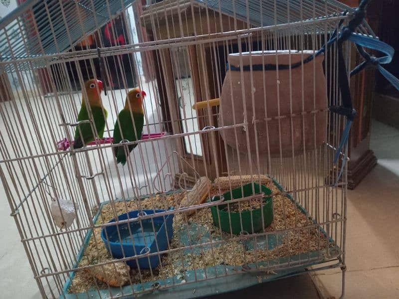 Breder love bird fisher pair with cage 8