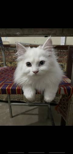 White Persion Kitten long hair odd eyes