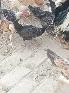 egg laying hens