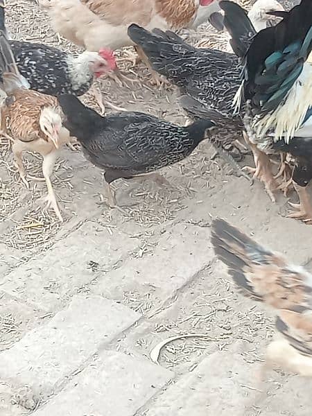 egg laying hens 0