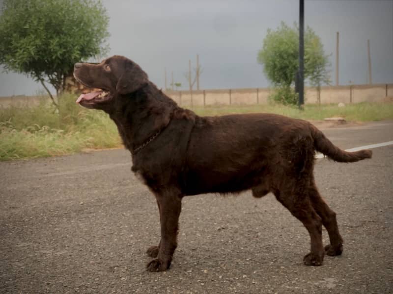 urgent sale adult choclate lab male 1