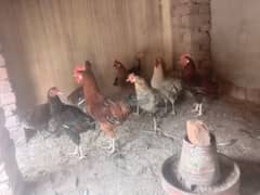 Golden Misri  For sale 0