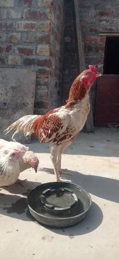 desi hen and cock and aseel cock