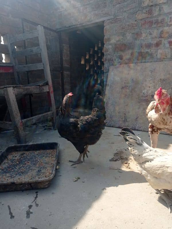 desi hen and cock and aseel cock 4