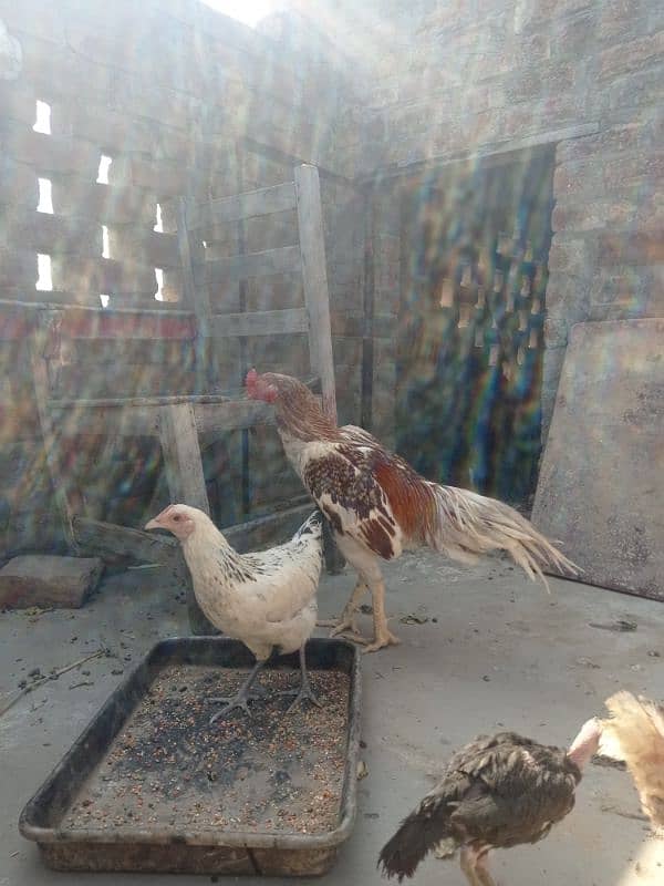 desi hen and cock and aseel cock 8