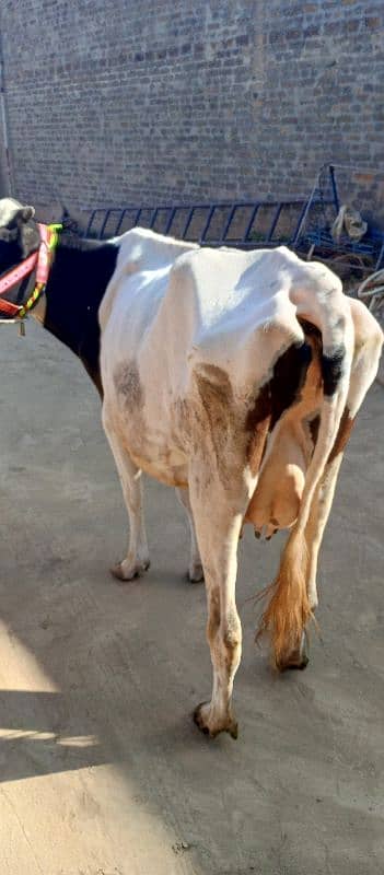 cow for sell behtrain nasal 3