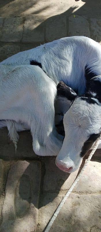 cow for sell behtrain nasal 4