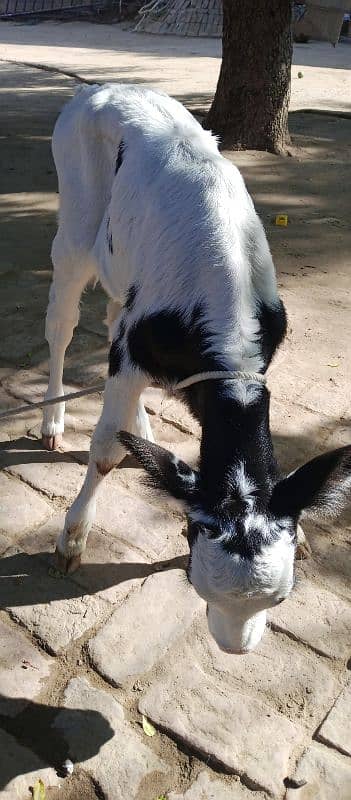 cow for sell behtrain nasal 5