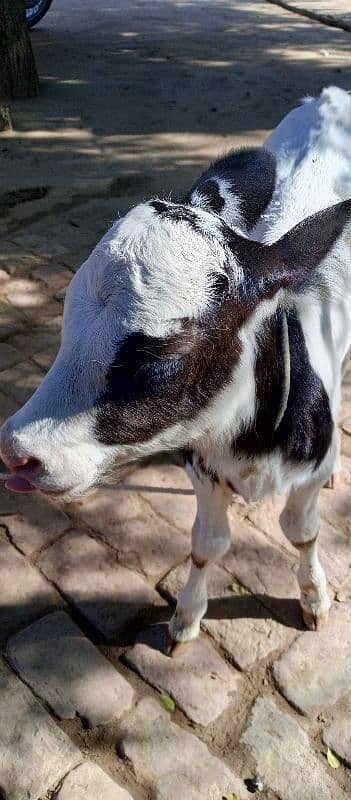 cow for sell behtrain nasal 7