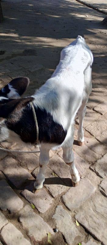 cow for sell behtrain nasal 9