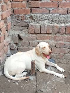 Labrador dog for sale