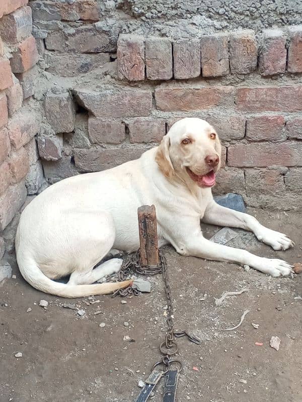 Labrador dog for sale 1